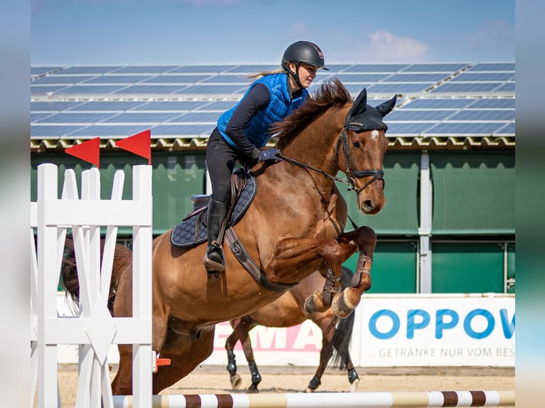 Holsteiner Hongre 6 Ans 170 cm Alezan in Lochen