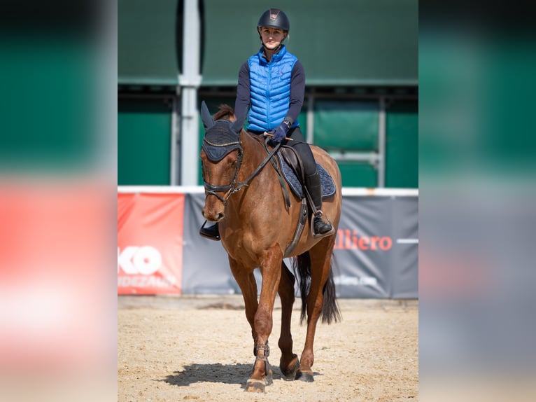 Holsteiner Hongre 6 Ans 170 cm Alezan in Lochen