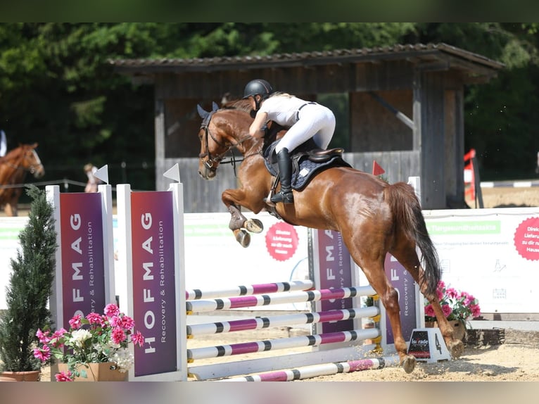Holsteiner Hongre 6 Ans 170 cm Alezan in Lochen