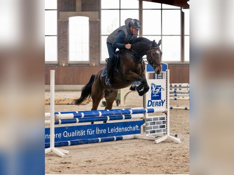 Holsteiner Hongre 6 Ans 170 cm Bai in Esterwegen