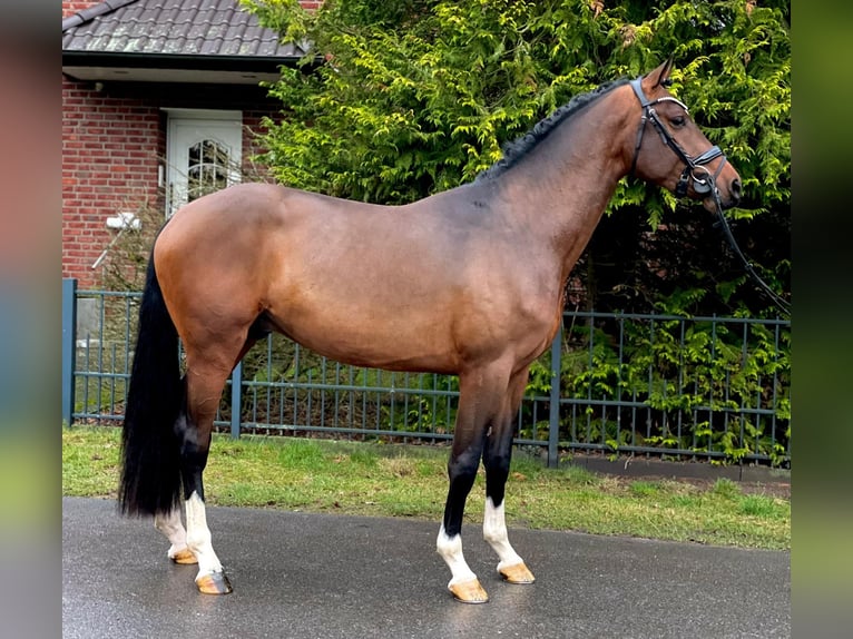 Holsteiner Hongre 6 Ans 170 cm Bai in Bielefeld