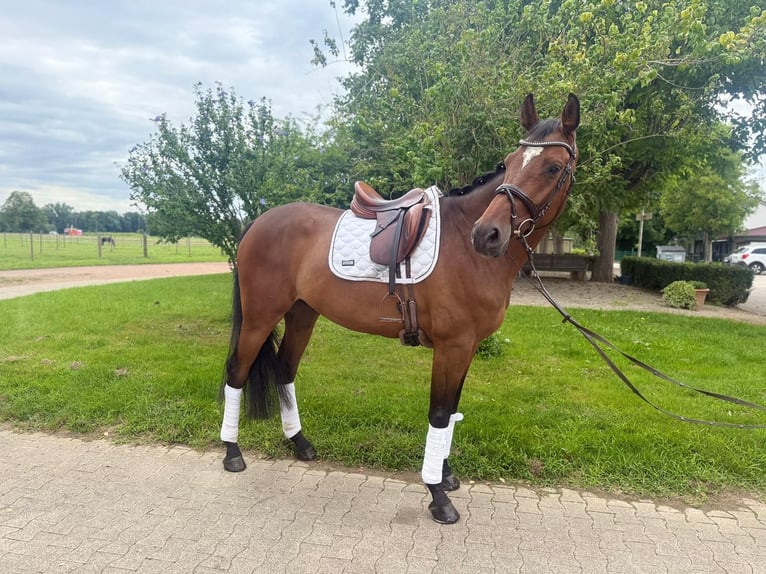 Holsteiner Hongre 6 Ans 170 cm Bai in Gundelfingen