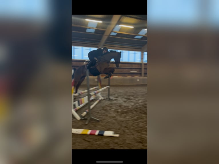 Holsteiner Hongre 6 Ans 170 cm Bai in Hamburg