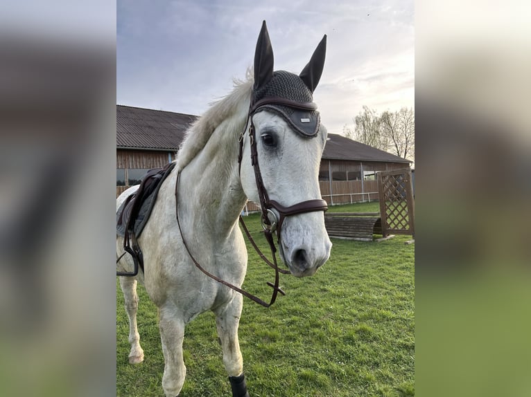 Holsteiner Croisé Hongre 6 Ans 170 cm Gris in Drosendorf