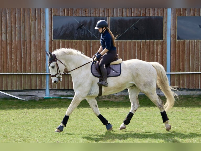 Holsteiner Croisé Hongre 6 Ans 170 cm Gris in Drosendorf