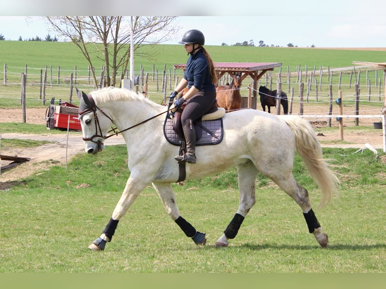 Holsteiner Croisé Hongre 6 Ans 170 cm Gris in Drosendorf
