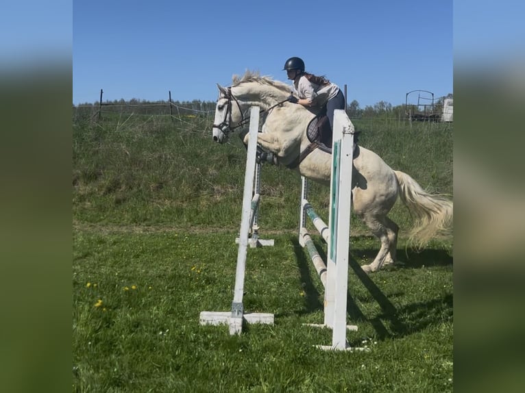 Holsteiner Croisé Hongre 6 Ans 170 cm Gris in Drosendorf