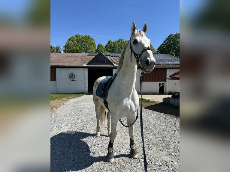Holsteiner Croisé Hongre 6 Ans 170 cm Gris in Drosendorf