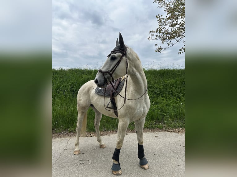 Holsteiner Croisé Hongre 6 Ans 170 cm Gris in Drosendorf