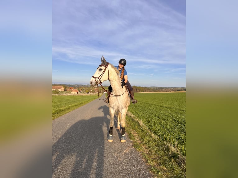 Holsteiner Croisé Hongre 6 Ans 170 cm Gris in Drosendorf