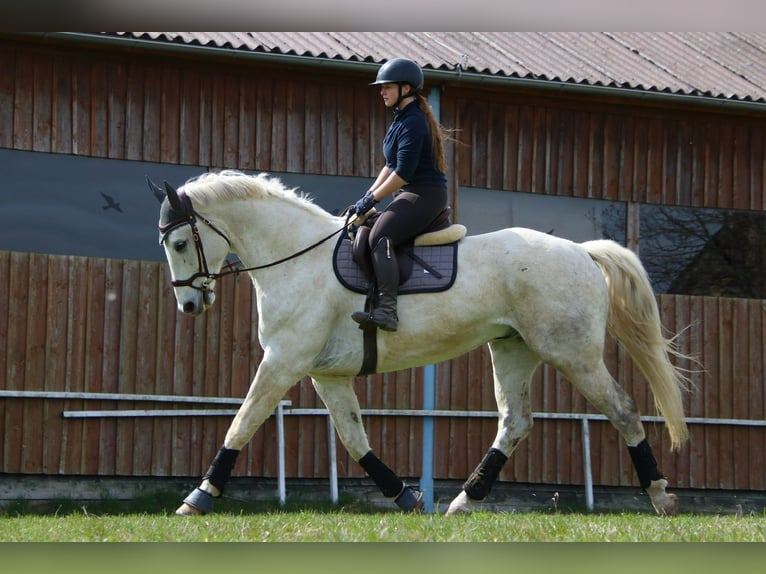 Holsteiner Croisé Hongre 6 Ans 170 cm Gris in Drosendorf