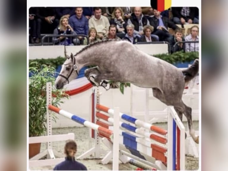 Holsteiner Hongre 6 Ans 170 cm Gris in Singen