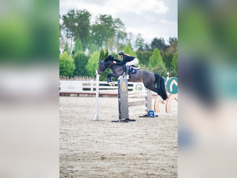 Holsteiner Hongre 6 Ans 171 cm Bai brun in Balkasodis, Alytus region