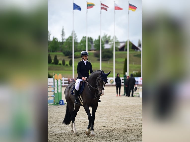 Holsteiner Hongre 6 Ans 171 cm Bai brun in Balkasodis, Alytus region
