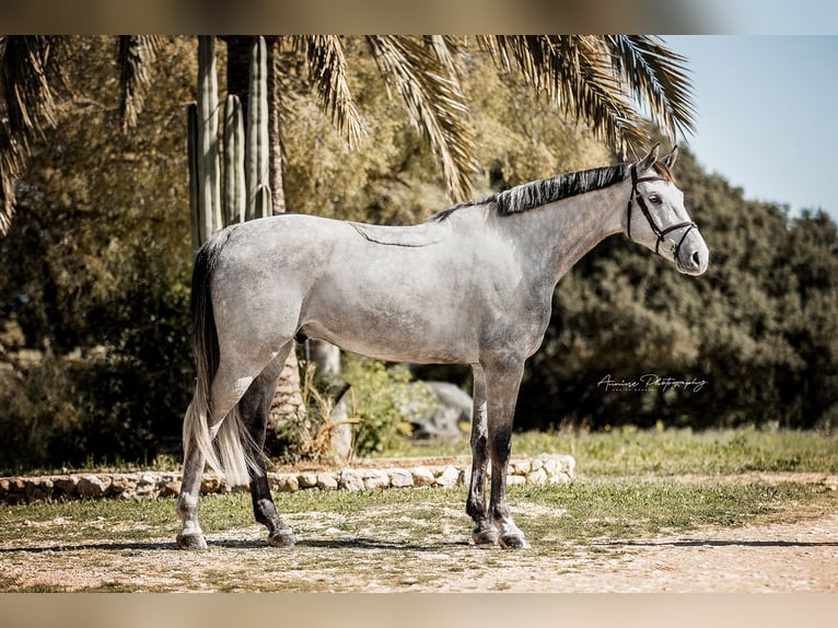 Holsteiner Hongre 6 Ans 171 cm Gris in Palma De Mallorca