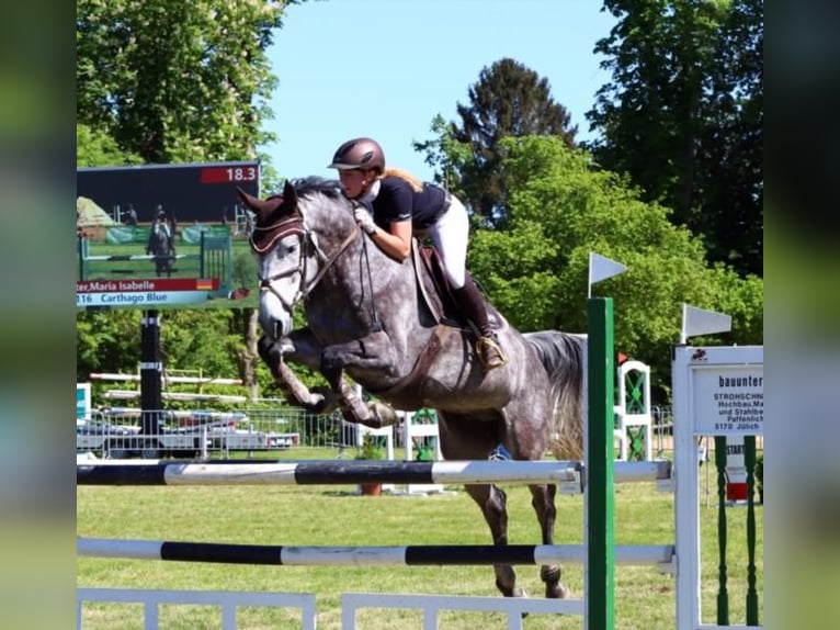 Holsteiner Hongre 6 Ans 171 cm Gris in München