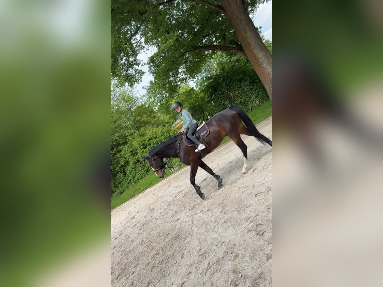 Holsteiner Hongre 6 Ans 172 cm Bai brun in B&#xFC;hl