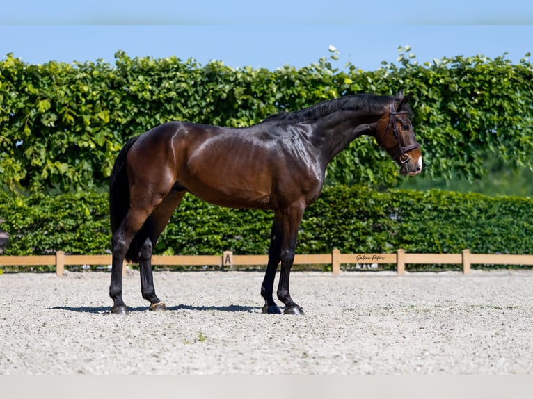 Holsteiner Hongre 6 Ans 172 cm Bai brun in Goch
