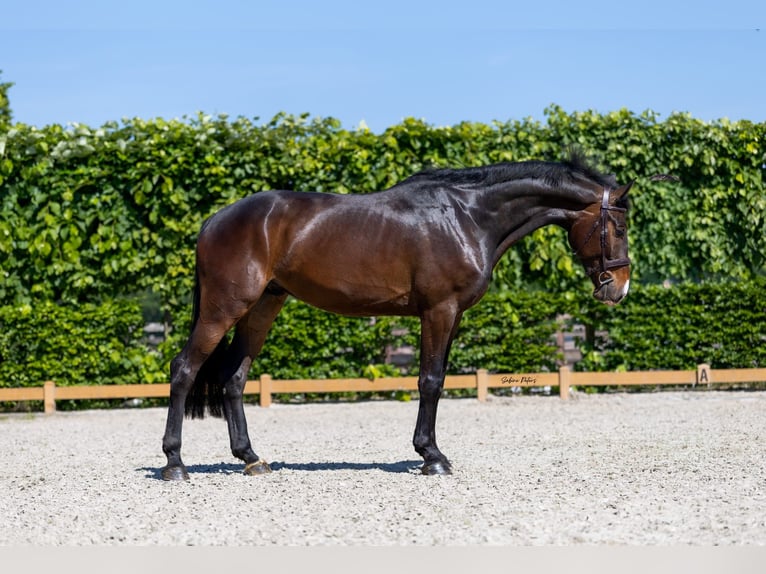 Holsteiner Hongre 6 Ans 172 cm Bai brun in Goch
