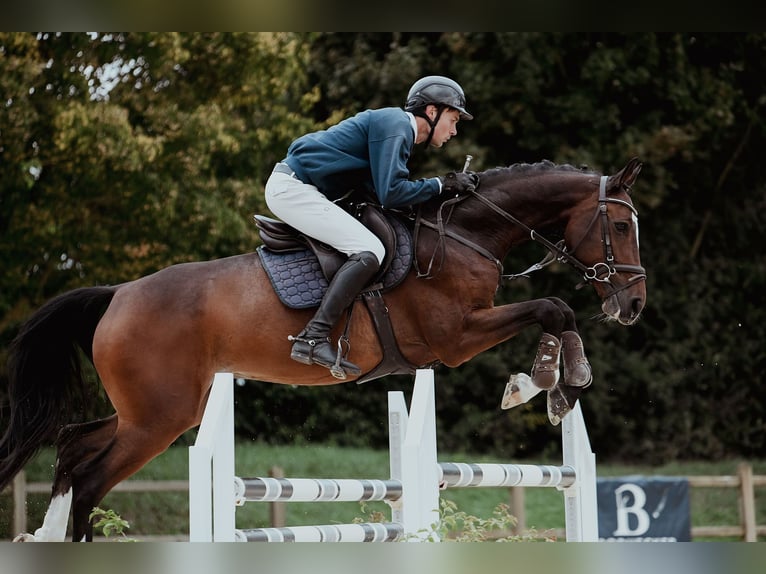 Holsteiner Hongre 6 Ans 172 cm Bai in Riedstadt