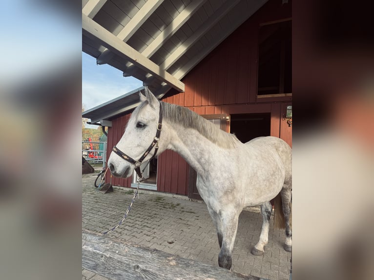 Holsteiner Hongre 6 Ans 172 cm Gris in Gaienhofen