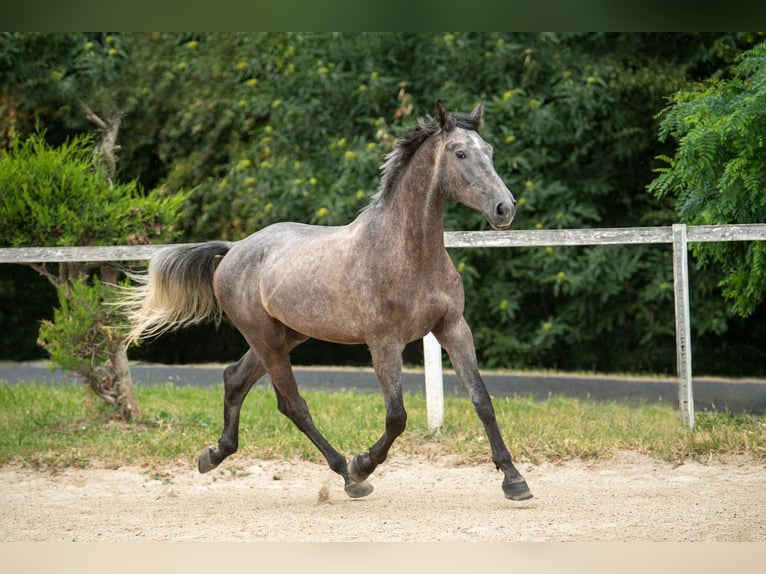 Holsteiner Hongre 6 Ans 172 cm Gris in St.Stefan/R