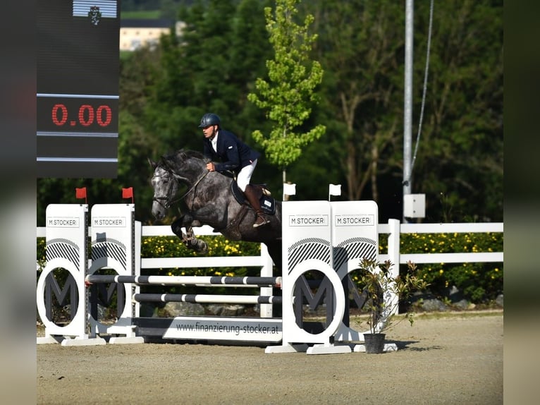 Holsteiner Hongre 6 Ans 172 cm Gris in St.Stefan/R