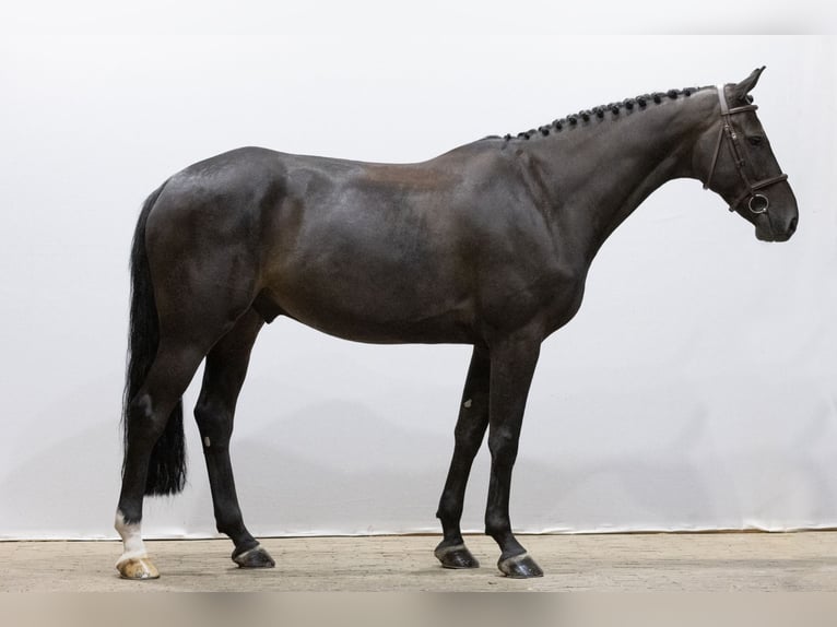 Holsteiner Hongre 6 Ans 172 cm Noir in Waddinxveen