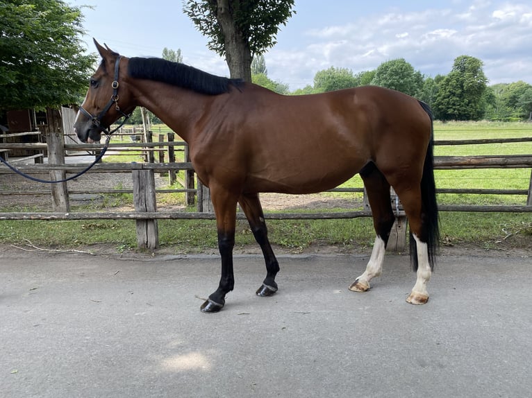 Holsteiner Hongre 6 Ans 173 cm Bai in Mannheim
