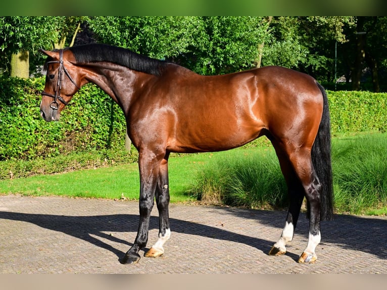 Holsteiner Hongre 6 Ans 174 cm Bai brun in Bladel