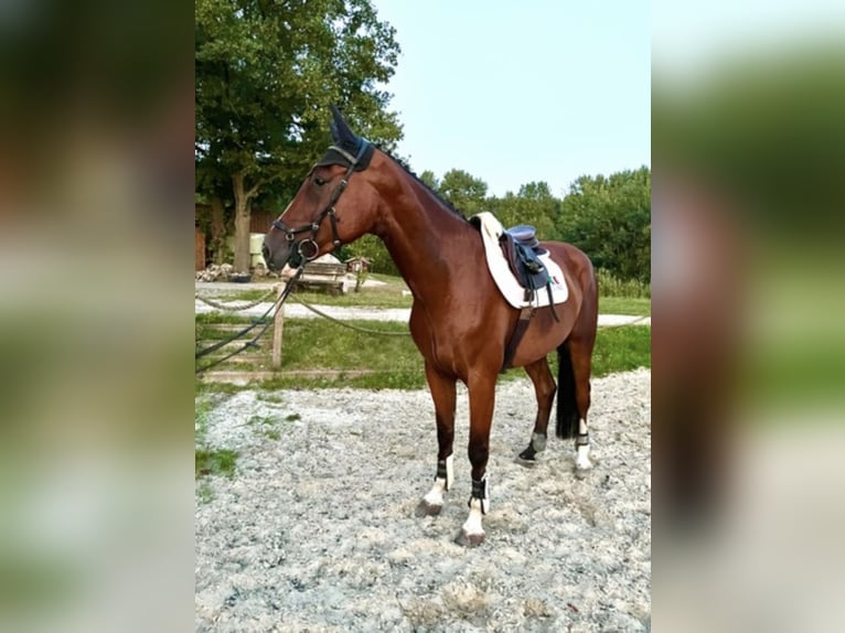 Holsteiner Hongre 6 Ans 174 cm Bai in Ehra-Lessien