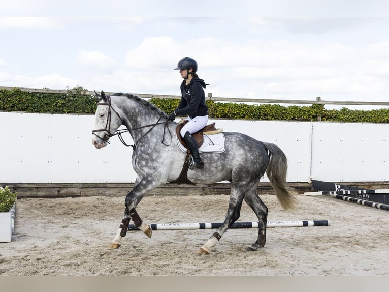 Holsteiner Hongre 6 Ans 174 cm  in Waddinxveen