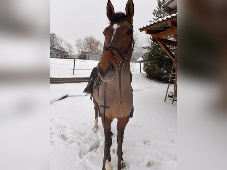 Holsteiner Hongre 6 Ans 175 cm Bai brun in Singen