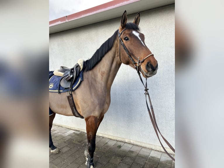 Holsteiner Hongre 6 Ans 175 cm Bai brun in Singen