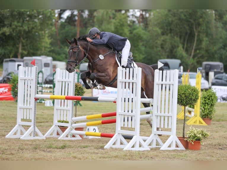 Holsteiner Hongre 6 Ans 175 cm Bai brun foncé in Heidgraben