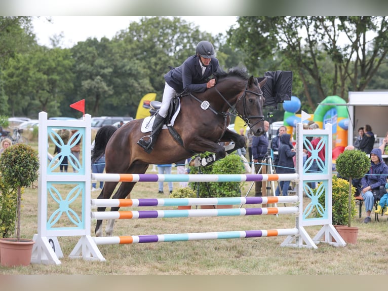 Holsteiner Hongre 6 Ans 175 cm Bai brun foncé in Heidgraben