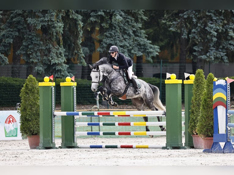 Holsteiner Hongre 6 Ans 175 cm Gris pommelé in Győrújbarát