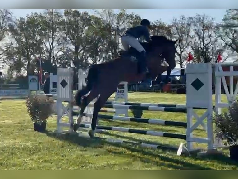 Holsteiner Hongre 6 Ans 177 cm Bai in Bad Schmiedeberg
