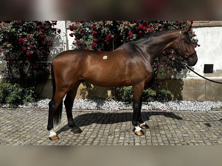 Holsteiner Hongre 6 Ans 178 cm Bai cerise in Szczawno-Zdr&#xF3;j