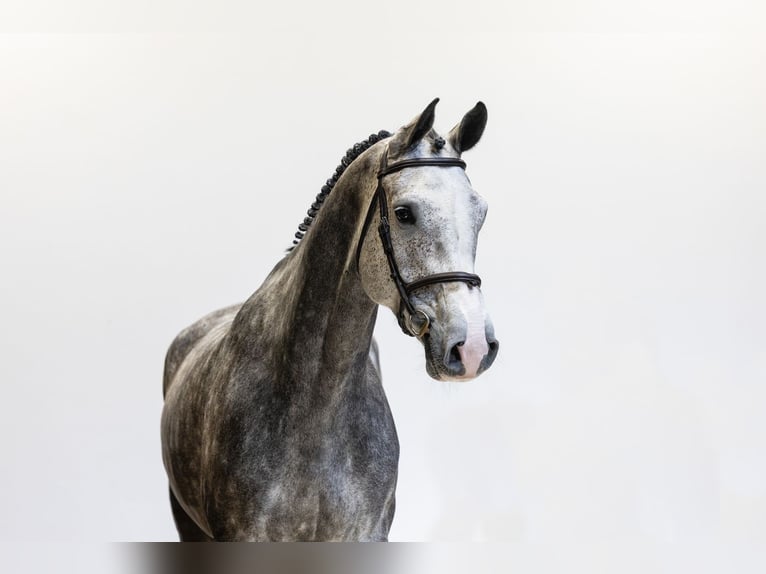 Holsteiner Hongre 6 Ans 179 cm  in Waddinxveen