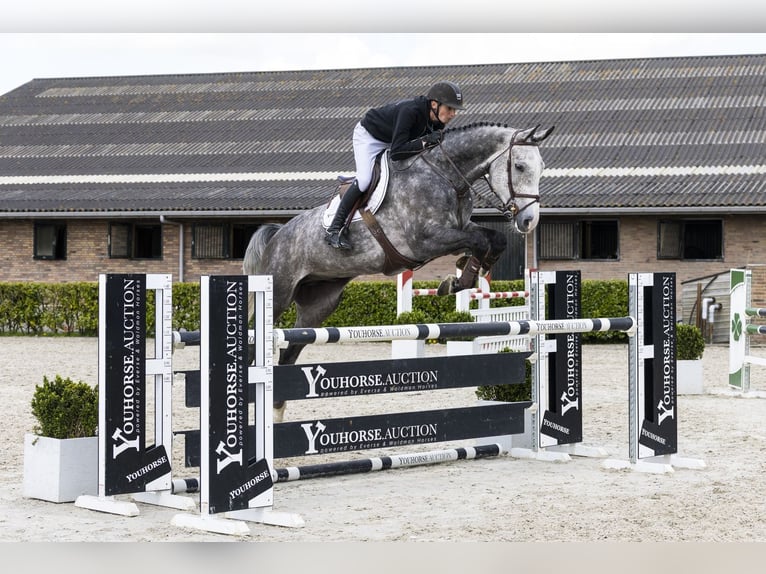 Holsteiner Hongre 6 Ans 179 cm  in Waddinxveen