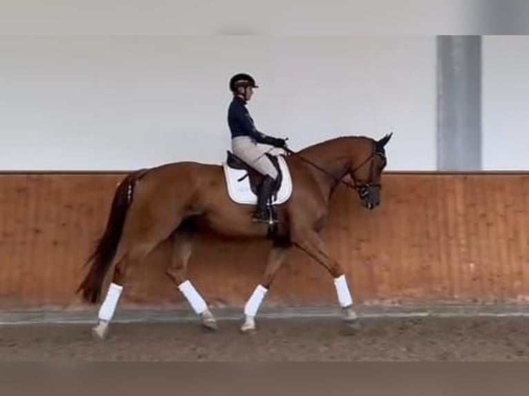 Holsteiner Hongre 6 Ans 180 cm Alezan in Tangstedt