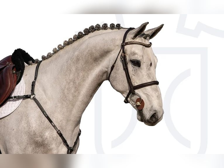 Holsteiner Hongre 6 Ans Gris in Elmshorn