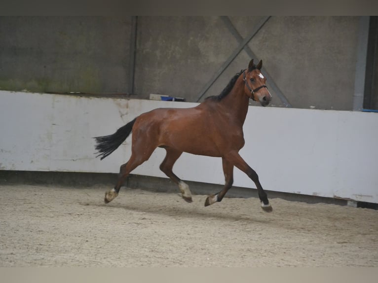 Holsteiner Hongre 7 Ans 162 cm Bai in Breda