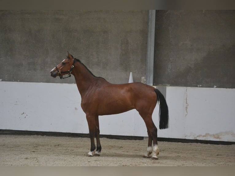 Holsteiner Hongre 7 Ans 162 cm Bai in Breda
