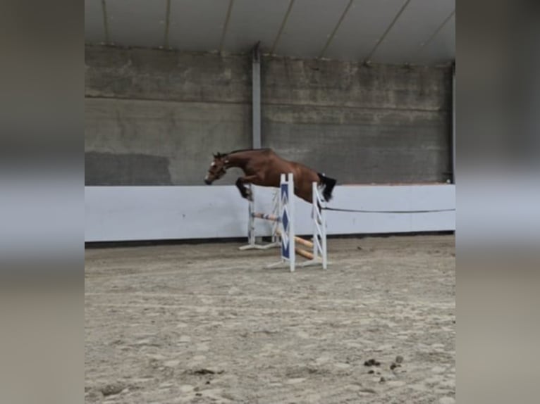 Holsteiner Hongre 7 Ans 162 cm Bai in Breda