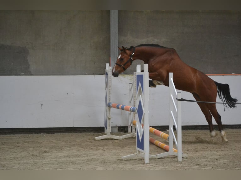 Holsteiner Hongre 7 Ans 162 cm Bai in Breda