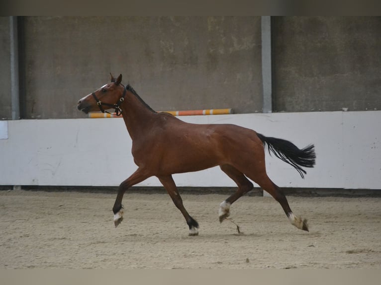 Holsteiner Hongre 7 Ans 162 cm Bai in Breda