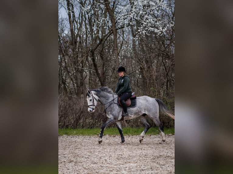 Holsteiner Hongre 7 Ans 163 cm Gris pommelé in Großenhain