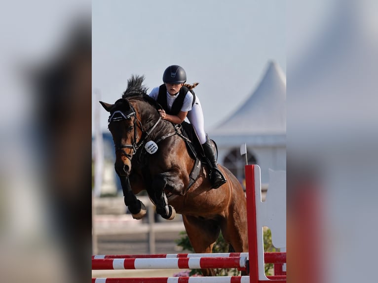 Holsteiner Hongre 7 Ans 164 cm Bai brun in Oeversee